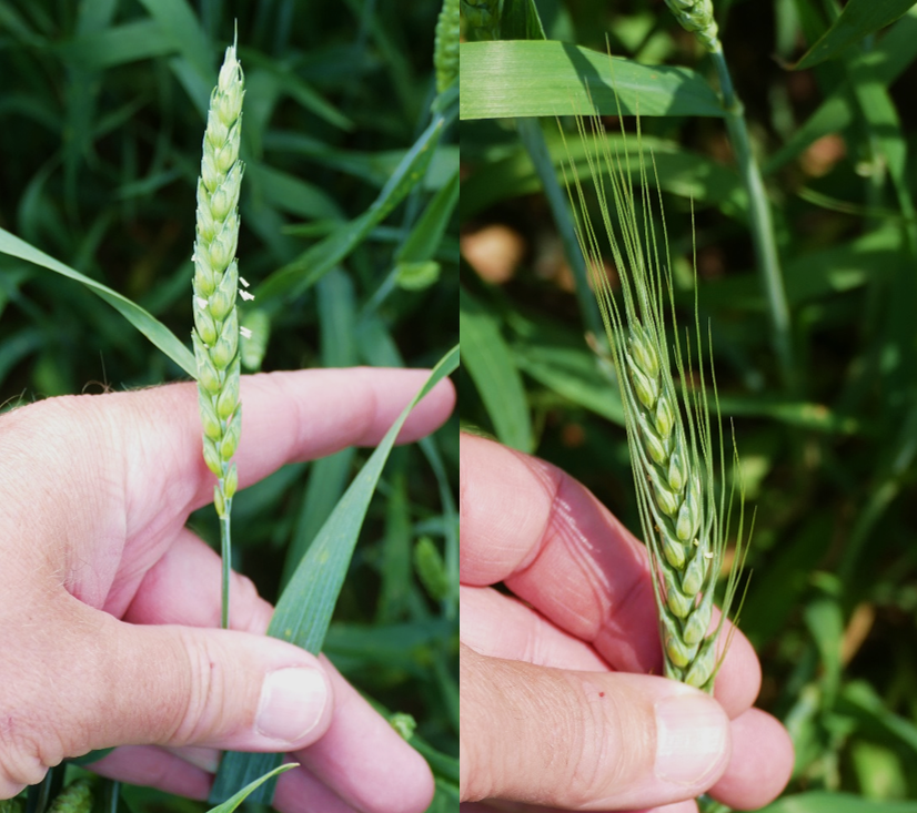 Wheat heads at beginning flowering (Feekes stage 10.5.1) in an awnless (left) and awned (right) variety in St. Joseph County. Anthers are present but harder to see initially in awned varieties. Photos courtesy of Eric Anderson.